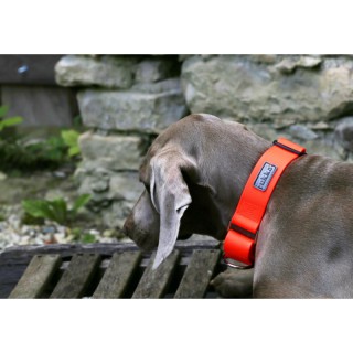 Collare Web Neon Arancione Pvc Tg M