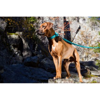 Collare Form Web Neon Arancione Tg M