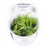 Heteranthera Zosterifolia 1-2-Grow! Tropica In Vitro Cup