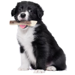 Corna di cervo smussate per cuccioli 60 g
