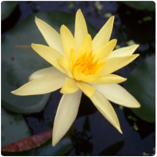 Nymphea Sulphurea Yellow...