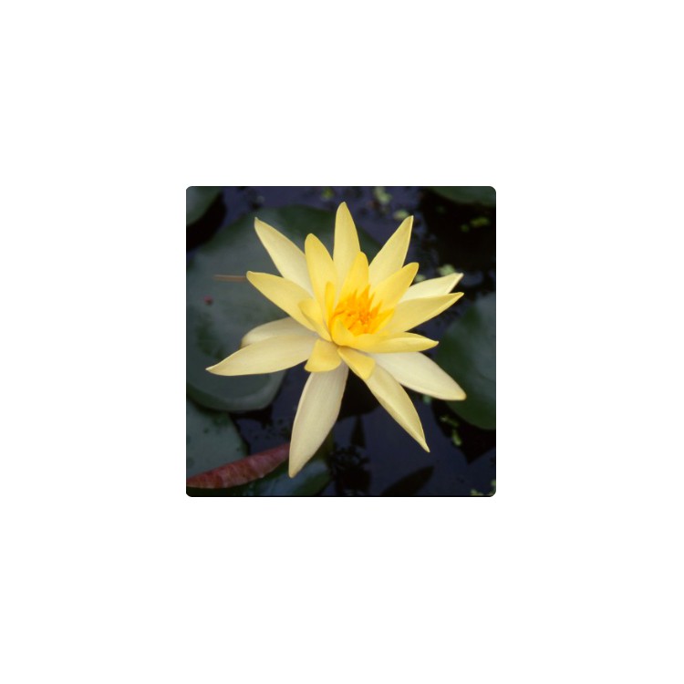 Nymphea Sulphurea Yellow readty-to-plant