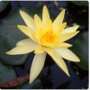 Nymphea Sulphurea Yellow readty-to-plant