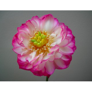 Nelumbo - Lotus  Feng Shui...