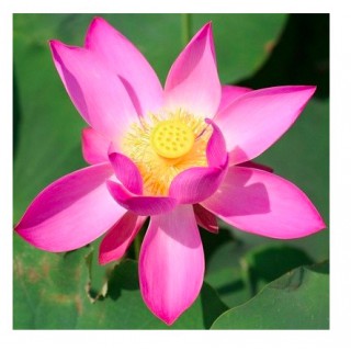 Nelumbo - Lotus  Xi Min...