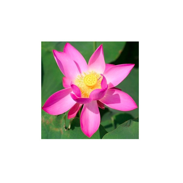 Nelumbo - Lotus  Xi Min Tjing semi