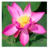 Nelumbo - Lotus  Xi Min Tjing semi