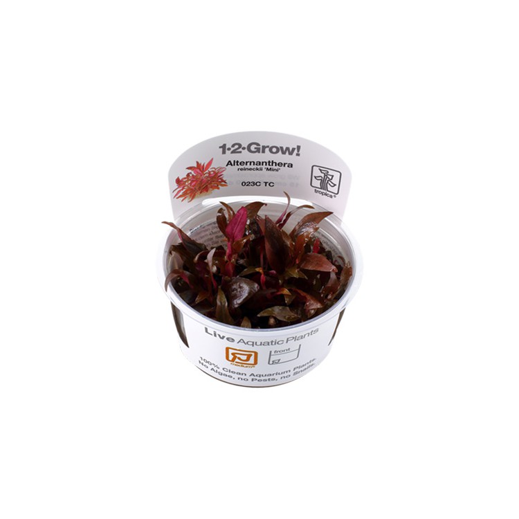 Alternanthera reineckii 'Mini' 1-2-Grow! Tropica In Vitro Cup