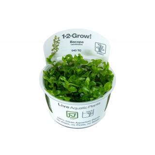 Bacopa caroliniana...