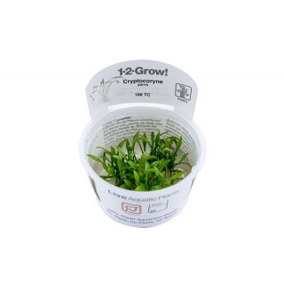 Cryptocoryne parva...
