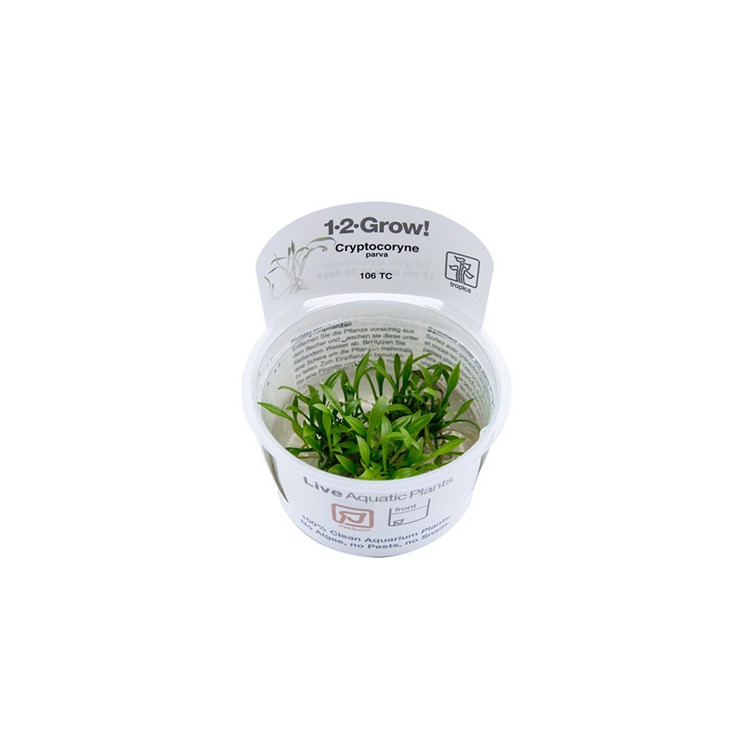 Cryptocoryne parva 1-2-Grow! Tropica In Vitro Cup