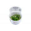 Cryptocoryne parva 1-2-Grow! Tropica In Vitro Cup
