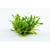 Cryptocoryne parva 1-2-Grow! Tropica In Vitro Cup