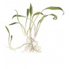Cryptocoryne parva 1-2-Grow! Tropica In Vitro Cup