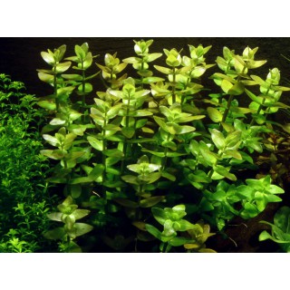 Bacopa caroliniana 1-2-Grow! Tropica In Vitro Cup