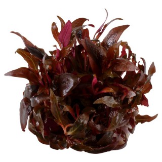 Alternanthera reineckii 'Mini' 1-2-Grow! Tropica In Vitro Cup