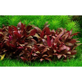 Alternanthera reineckii 'Mini' 1-2-Grow! Tropica In Vitro Cup