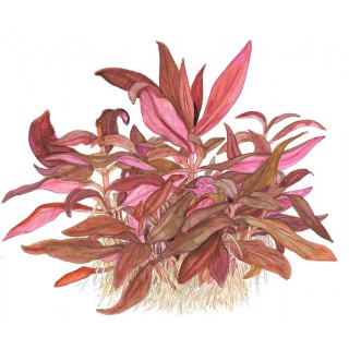 Alternanthera reineckii 'Mini' 1-2-Grow! Tropica In Vitro Cup