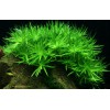 Heteranthera Zosterifolia 1-2-Grow! Tropica In Vitro Cup