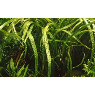 Cryptocoryne Crispatula 1-2-Grow! Tropica In Vitro Cup