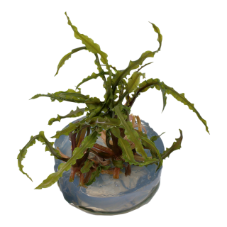 Cryptocoryne Crispatula 1-2-Grow! Tropica In Vitro Cup