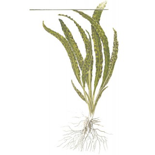 Cryptocoryne Crispatula 1-2-Grow! Tropica In Vitro Cup