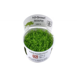 Hemianthus callitrichoides...