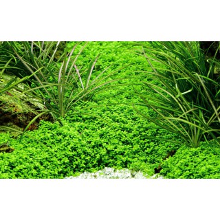 Hemianthus callitrichoides 'Cuba' 1-2-Grow! Tropica In Vitro Cup