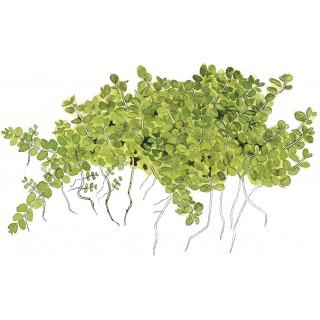Hemianthus callitrichoides 'Cuba' 1-2-Grow! Tropica In Vitro Cup