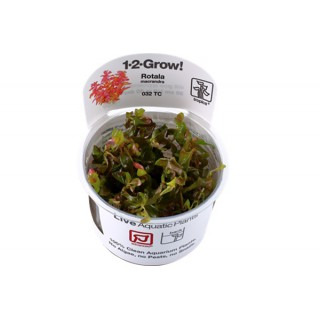 Rotala macrandra 1-2-Grow!...