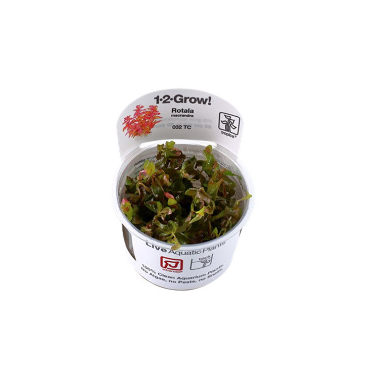 Rotala macrandra 1-2-Grow! Tropica In Vitro Cup