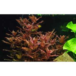 Rotala macrandra 1-2-Grow! Tropica In Vitro Cup