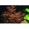 Rotala macrandra 1-2-Grow! Tropica In Vitro Cup