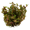 Rotala macrandra 1-2-Grow! Tropica In Vitro Cup