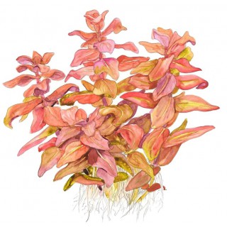 Rotala macrandra 1-2-Grow! Tropica In Vitro Cup