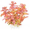 Rotala macrandra 1-2-Grow! Tropica In Vitro Cup