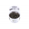 Bucephalandra 'Kedagang' 1-2-Grow! Tropica In Vitro Cup