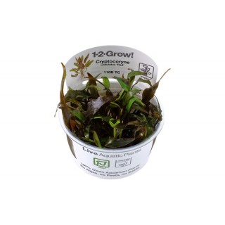 Cryptocoryne undulatus...
