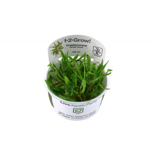Cryptocoryne wendtii...