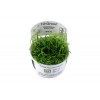 Helanthium tenellum 'Green' 1-2-Grow! Tropica In Vitro Cup