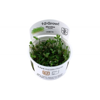 Marsilea crenata 1-2-Grow!...