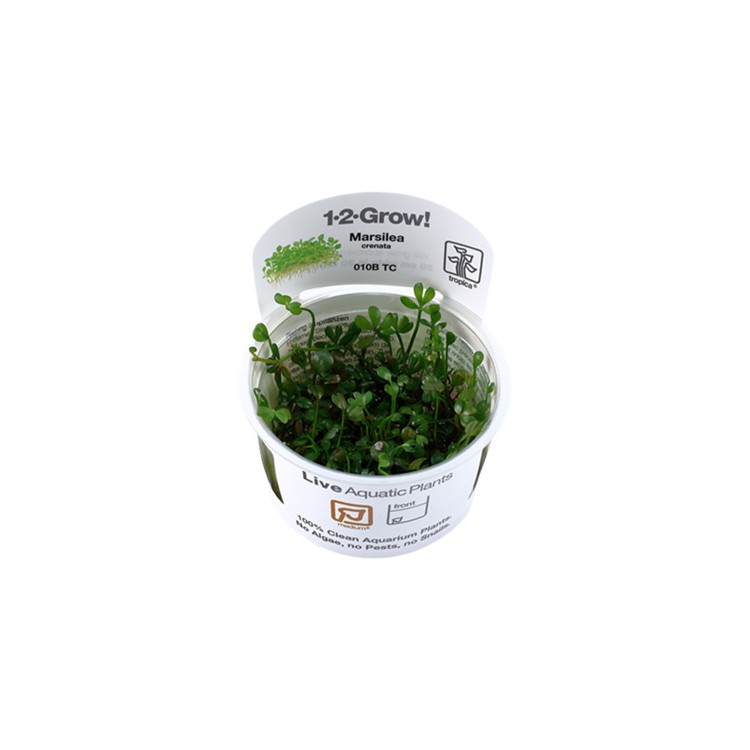 Marsilea crenata 1-2-Grow! Tropica In Vitro Cup
