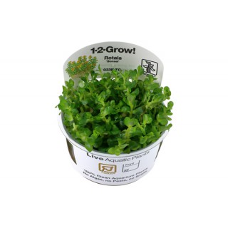 Rotala indica 'Bonsai'...