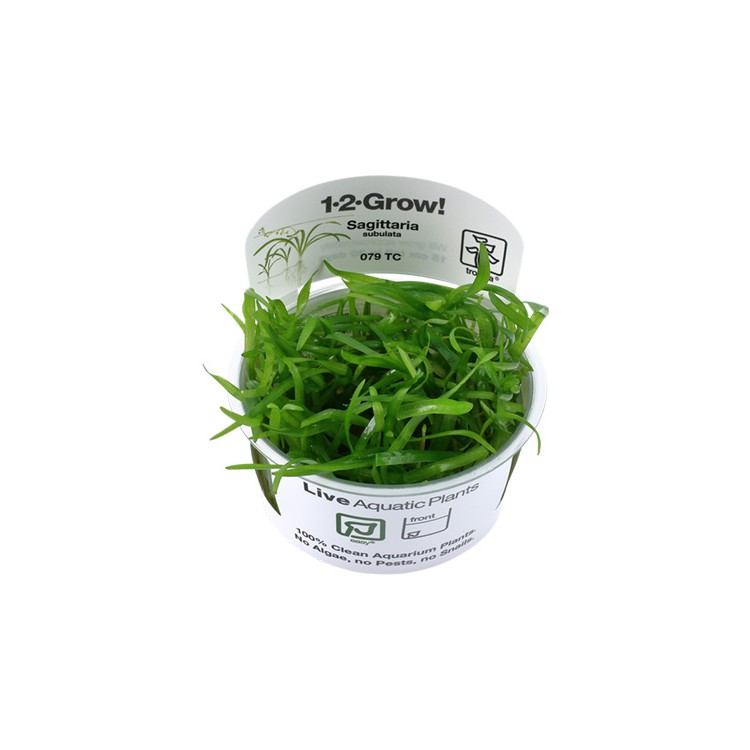 Sagittaria subulata 1-2-Grow! Tropica In Vitro Cup