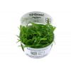 Sagittaria subulata 1-2-Grow! Tropica In Vitro Cup