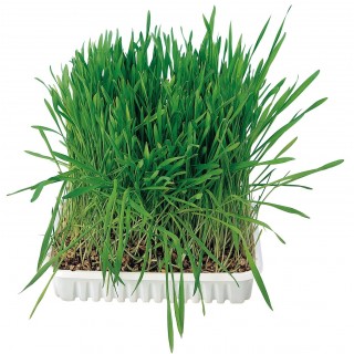 Erba gatta in vaschetta 100gr